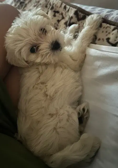 Câine Bichon